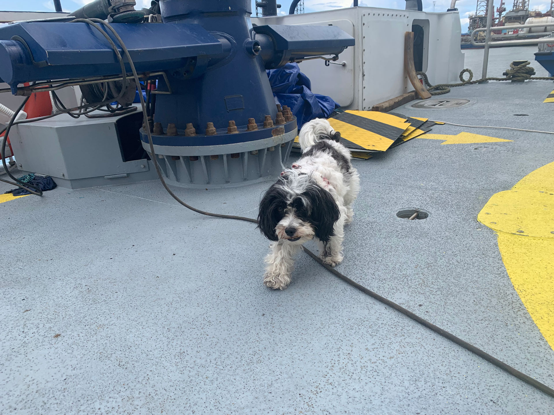 Black and white dog boarding the MHO Grimsby ship